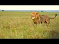 8K VIDEO ULTRA HD 120FPS SLOWMOTION | MASAI MARA AND AMBOSELI NATIONAL PARK WITH RELAXATION MUSIC