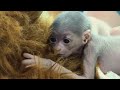 A Miracle Baby Javan Gibbon is Born at the Greensboro Science Center