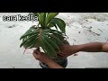 how to make curved coconut bonsai leaves