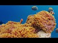Under Red Sea 4K Video Ultra HD - Beautiful Coral Reef Fish in Aquarium, Sleep Meditation Music
