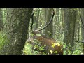 Rykowisko 2021 - śpiewak z bagien / Deer rut 2021 - singer from the swamps