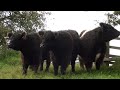 Galloway Cattle