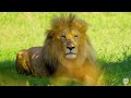 8K African Wildlife: Animals Discovery & Beautiful Wildlife Movie in African With Real Sounds