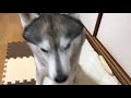 Siberian Husky keeping miss “shake hand” over and over again