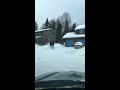 Moose in the driveway