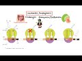 Pharmacology – ANTIBIOTICS – DNA, RNA, FOLIC ACID, PROTEIN SYNTHESIS INHIBITORS (MADE EASY)