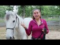 Top 5 Groundwork Exercises for Horses - Clearly Communicating