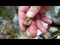 Finding Gold In Oxidized Conglomerate Rocks!