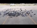 Flock of Pigeons