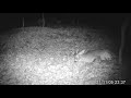 Whitetail Buck Naps During Rut