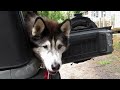 SHERPA and NOOK ~ Huskies Last playdate ~  Dogs just chillin