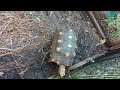 HUNGRY hungry armyworms and how to handle them on your tomatoes 🐛🍅🚿