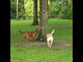 It's morning time and the Labs say hi to Mr. Tree.