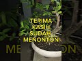 BONSAI FICUS KIMENG,LOA,DAN AMPLAS PUTIH (WA:085320420620)