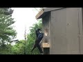 Tree Swallows building a nest