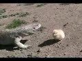 Brave Chick Video
