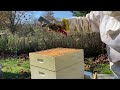 Honey Bee Winterization in Ohio 2023