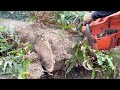Stihl ms881 & Husqvarna 395xp chainsaw‼️ Cut down 2 Trembesi trees.