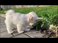 Cutest Maltese puppy - Funny first week at new home 🏠