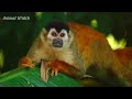 AMAZON JUNGLE 8K - Scenic Relaxation Film With Jungle Sounds