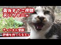 赤ちゃん狸を育てる猫|Cat raising baby raccoon dog