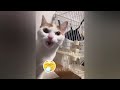 You Laugh You Lose Dogs And Cats 🐈 Best Funny Cats Videos 2024 🙀