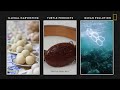 Sea Turtles 101 | National Geographic