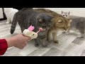 New Funny Cats and Dogs Videos 😹🐶 Funniest Animals 😆 Part 26