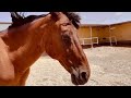 Transforming Nala: From Weak to Wonderful | Tenerife Horse Rescue