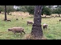 Happy Sheep 04 🐑 Santa Barbara Mission Sunday May 12 2024 ☁️