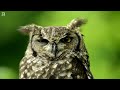 Relaxing Nature Scenes | Most Wonderful Large Birds on Earth | Stress Relief | Relaxing Bird Sounds