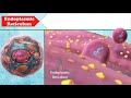 Cell structure (human cell) । कोशिका  संरचना।  animal cell & plant cell class 8,9,10,11_mp4