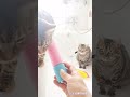 @https://youtu.be/pbiCQneyS20 Alex de la cluj Tuca ma.  cats bathroom playtime