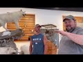 I’m in Canada Visiting one of the largest taxidermy studios in the world - Advanced Taxidermy
