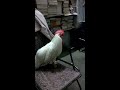Rooster Mr Crow yawning part 2