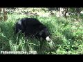 Philadelphia Zoo Sloth Bear Sighting in Outdoor Yard