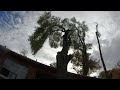 Tree Climber Raw Footage. Cutting a large horizontal limb with a 40 ton crane.