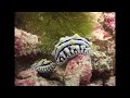 Molluscs - Reef Life of the Andaman - Part 14