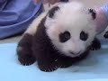 11-Week-Old Panda Cub Takes First Steps