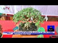 Pameran Bonsai! Bonsai Beringin Arjuna Berusia 25 Tahun Dihargai Rp500 Juta - BIS 28/06