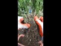 How to propagate Mums