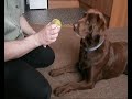 Ben and his Tennis Ball