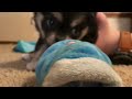 Pepper ASMR (2 month old chihuahua)