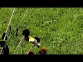 Goldfinch on Echinacea, Des Plaines, IL, August 2022