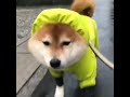 Doge Training