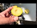 White Sapote - First Ever Taste Test - UK home grown fruit.