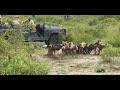 African Wild Dog Kill Wildebeest Calf, Singita Sabi Sands (GRAPHIC CONTENT)