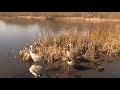 😲WHEN GEESE ATTACK! Nasty Canada Geese vs. Sandhill Cranes😲