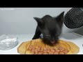 Top 5 Kitten ASMR Eating Compilation