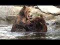 Bären spielen im Wasser  Bear fight each other  Great Scene
